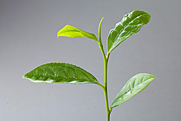 茶叶农药残留检测标准有哪些？