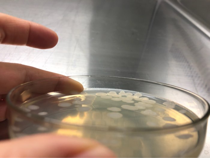 食品检测为什么要测定细菌菌落数？