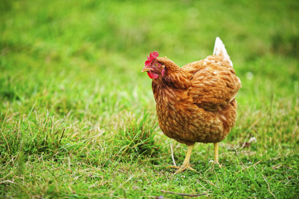 鸡肉中的激素怎么检测？鸡肉抗生素检测