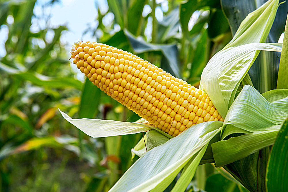 怎样鉴别玉米的质量？玉米检测项目及标准归纳