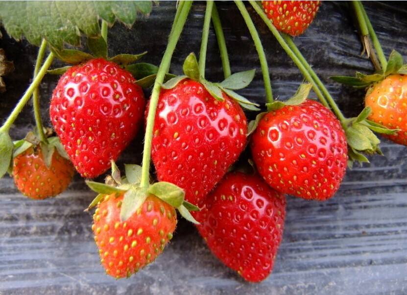 最新草莓农残检测标准，草莓农残检测依据的指标是什么