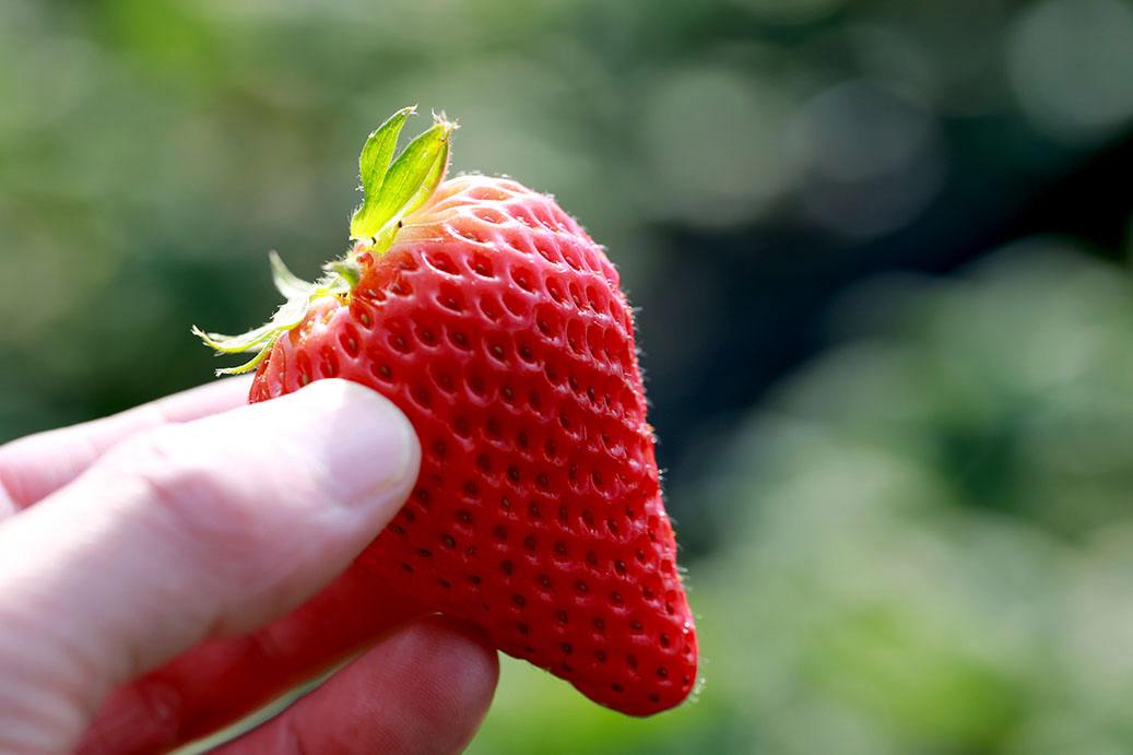 2022草莓检测标准，草莓检测依据哪些指标