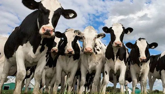 奶牛饲料检测，奶牛饲料中常见的检测项目及标准有哪些？