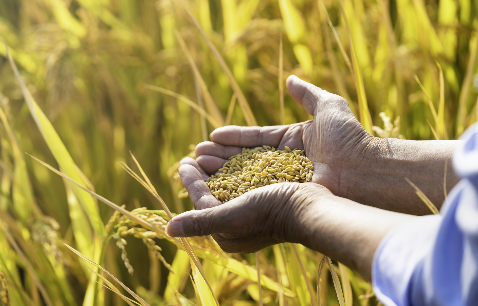 合肥水稻检测，水稻重金属超标怎么处理？