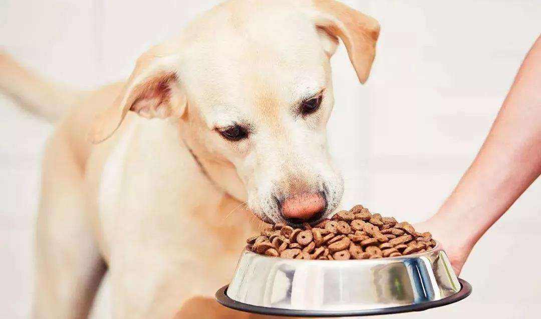 宠物食品狗粮的分类及检测标准是什么？