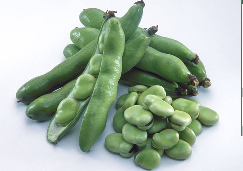 蚕豆食品安全，蚕豆检测标准是怎么规定的？