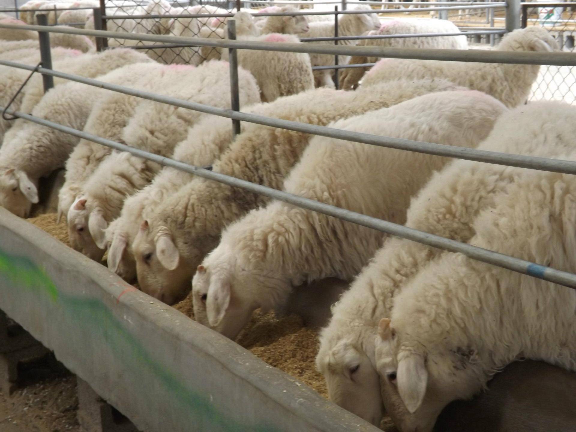 饲料第三方检测机构，羊饲料检测项目和标准有哪些？